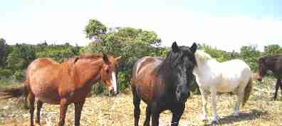 Photo de chevaux dans la guarrigue