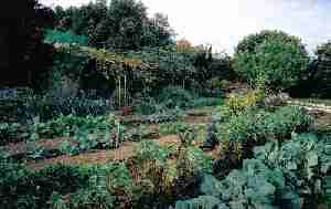 Photo de notre potager