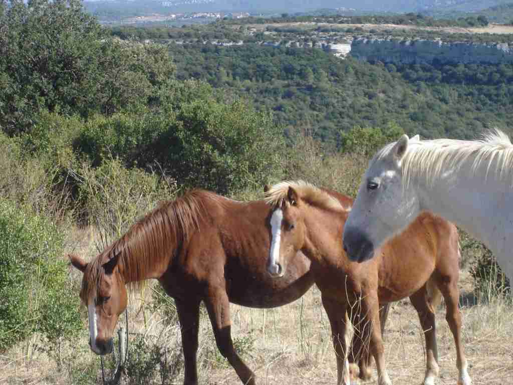 chevaux en pature