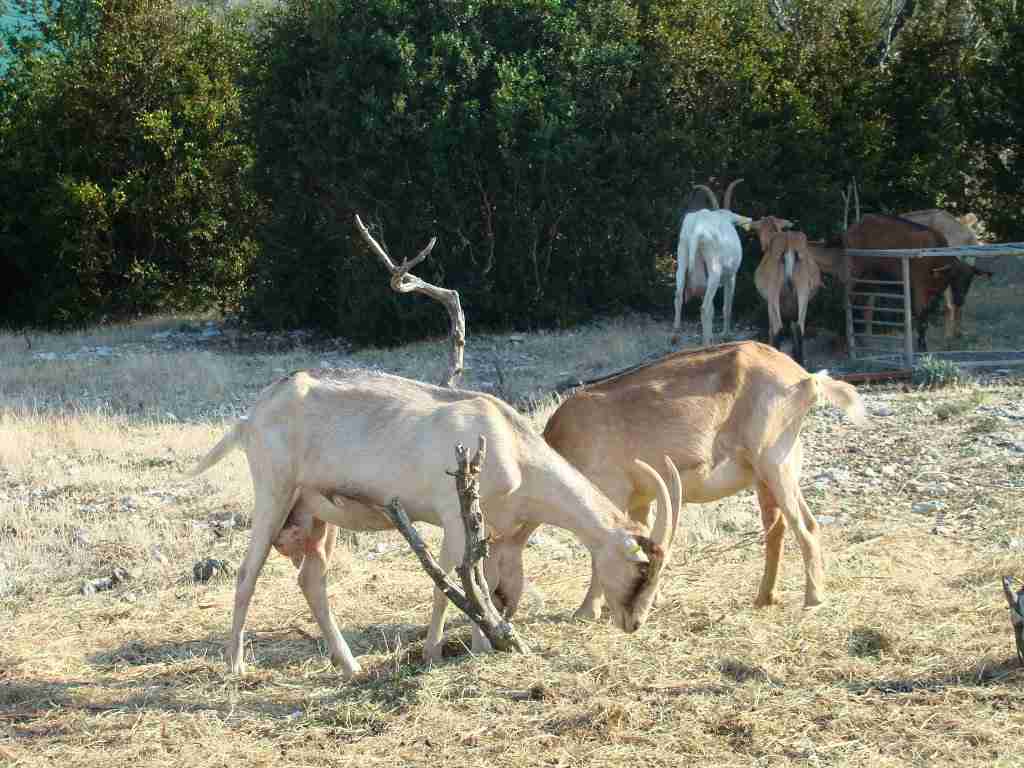 chevres blanches et marrons