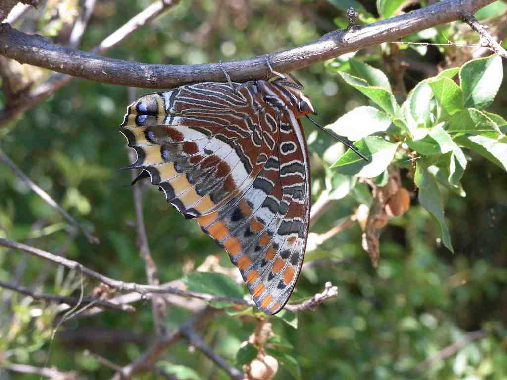 Le plus grand papillon diurne d'europe